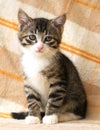 Striped kitten with sad eyes Royalty Free Stock Photo