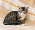 Striped kitten with sad eyes Royalty Free Stock Photo