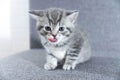 Striped kitten showing tongue.