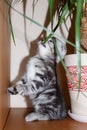 Striped kitten silver-colored Scottish Fold breed eating grass standing on back paws