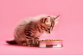 Striped kitten sits next to bowl of food on pink background, side view. Royalty Free Stock Photo