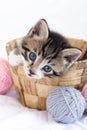 Striped kitten sitting in basket with pink and grey balls skeins of thread on white bed. Cute little cat. Vertical