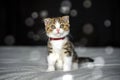 Striped kitten sitting on a bed covered with white cloth. Black background with bokeh, tricolor striped scottish fold cat, pure