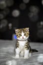 Striped kitten sitting on a bed covered with white cloth. Black background with bokeh, tricolor striped scottish fold cat, pure