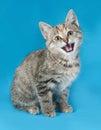 Striped kitten sitting on blue and meows