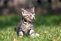 Striped kitten sitting on grass with open mouth. He expresses emotions of anger or frustration, meowing Royalty Free Stock Photo