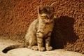 Striped kitten sitting on a stone floor on a sunny day, sunlight and shadow, little tabby cat portrait outdoors