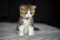 Striped kitten sitting and yawning on the bed with white cloth Black background, scottish fold cat, tricolor pattern, purebred, Royalty Free Stock Photo