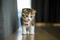 A striped kitten is walking on the wooden floor in the house. A little Scottish Fold cat with a beautiful bell on its neck is