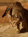 Striped kitten walks on the stone floor on a sunny day outdoor, portrait of a cute little cat hunter Royalty Free Stock Photo