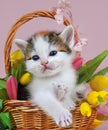 A striped kitten with wide open blue eyes in a basket with flowers