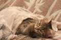 The striped kitten is wrapped in a bedspread and is washed with its paw.