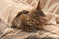 The striped kitten is wrapped in a bedspread and is washed with its paw.