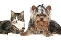 Striped kitten and yorkshire terrier