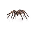 Striped knee tarantula Aphonopelma seemanni isolated