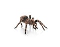 Striped knee tarantula Aphonopelma seemanni isolated Royalty Free Stock Photo