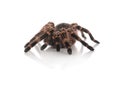 Striped knee tarantula Aphonopelma seemanni on white