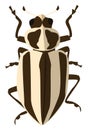 Striped lady beetle, icon