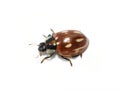 Striped ladybird Myzia oblongoguttata beetle