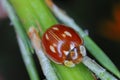 Striped Ladybird Myzia oblongoguttata. It is a predatory beetle that preys mainly on aphids living on coniferous trees