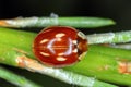 Striped Ladybird Myzia oblongoguttata. It is a predatory beetle that preys mainly on aphids living on coniferous trees