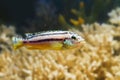 Striped lake Malawi mbuna fish Melanochromis auratus, golden cichlid, in pseudo marine aquarium