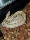 Striped Lavender albino kingsnake