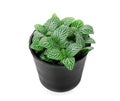 striped leaf ornamental plants in black pot istolate