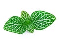 Striped leaf ornamental plants istolate on white