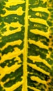 Striped leaf texture