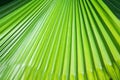 Striped leaf of tropical palm. Abstract green texture background