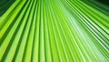 Striped leaf of tropical palm. Abstract green texture background