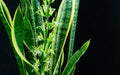 Striped leaves and flower of Sansevieria trifasciata `Laurentii` on black background. Variegated green leaves with golden edge