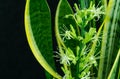 Striped leaves and flower of Sansevieria trifasciata `Laurentii` on black background. Variegated green leaves with golden edge Royalty Free Stock Photo