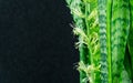 Striped leaves and flower of Sansevieria zeylanica or Zeylanica Snake Plant on black background. Green leaves of Zeylanica