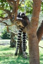 Striped lemur Royalty Free Stock Photo