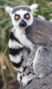 Striped lemur is looking at close range