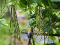 Striped Lentils, yardlong bean,Vigna unguiculata sesquipedalis, Sesquipedalis, Magnoliophyta, Fabaceae, red vegetable Yard long Royalty Free Stock Photo