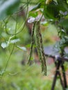 Striped Lentils, yardlong bean,Vigna unguiculata sesquipedalis, Sesquipedalis, Magnoliophyta, Fabaceae, red vegetable Yard long Royalty Free Stock Photo