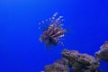 Striped lionfish-zebra swims in the blue water