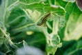 A striped little caterpillar sits on a cabbage leaf. Insect pest. Green vegetable Royalty Free Stock Photo