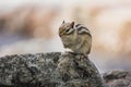 Striped little chipmunk on a rock Royalty Free Stock Photo