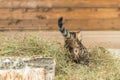 Striped little kitten on dry hay