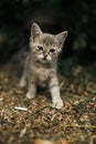 Striped little playful lonely cute homeless kitten sadly sits on path watch passers-by and looks up enthusiastically. Concept of p