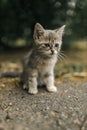 Striped little playful lonely cute homeless kitten sadly sits on path watch passers-by and looks up enthusiastically. Concept of p