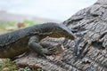 Striped lizard water monitor lizard with his tongue hanging out closeup. Lumpini Park, Bangkok