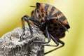 Striped look: striped bedbug in close-up with yellow background Royalty Free Stock Photo