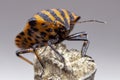 Striped look: striped bedbug in close-up Royalty Free Stock Photo