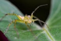 Striped lynx spider in the garden.