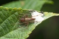 Striped Lynx spider, Oxyopes salticus described by Hentz in 1845, Satara